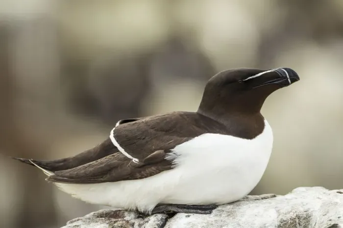Framed Print : Razorbill -Alca torda-, Farne Islands, Northumberland, England, United Kingdom Framed Print : Razorbill -Alca torda-, Farne Islands, Northumberland, England, United Kingdom