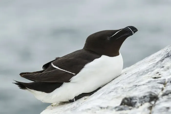 Framed Print : Razorbill -Alca torda-, Farne Islands, Northumberland, England, United Kingdom Framed Print : Razorbill -Alca torda-, Farne Islands, Northumberland, England, United Kingdom
