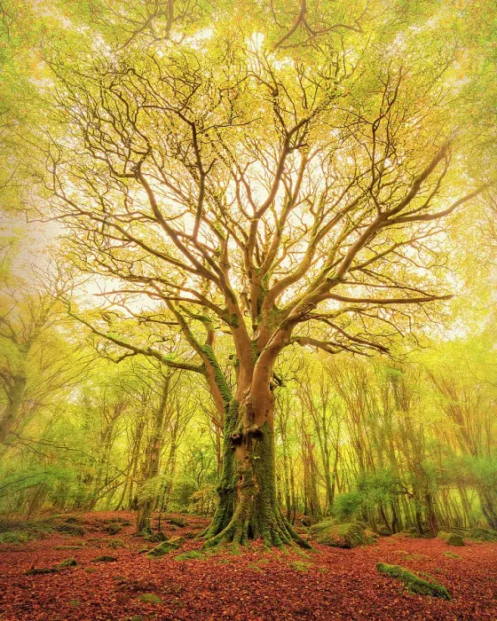 Framed Print : Reach Barna Woods Framed Print : Reach Barna Woods