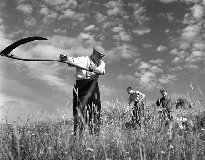 Framed Print : Reaping. Harvest time on the island of Lewis and Harris in the Outer Hebrides Framed Print : Reaping. Harvest time on the island of Lewis and Harris in the Outer Hebrides