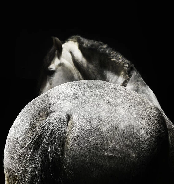 Rear view of grey horse