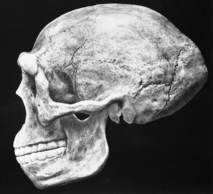 Framed Print : Reconstructed Skull of Prehistoric Man Framed Print : Reconstructed Skull of Prehistoric Man
