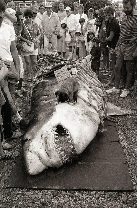 Framed Print : Record Weighing Shark on Montauk Basin Framed Print : Record Weighing Shark on Montauk Basin