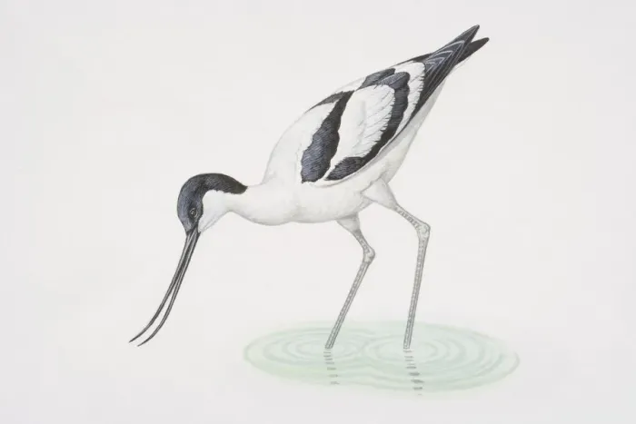 Framed Print : Recurvirostra avosetta, Pied Avocet wading and bending to dip its beak in water, side view Framed Print : Recurvirostra avosetta, Pied Avocet wading and bending to dip its beak in water, side view
