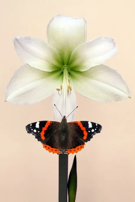 Framed Print : Red Admiral Framed Print : Red Admiral
