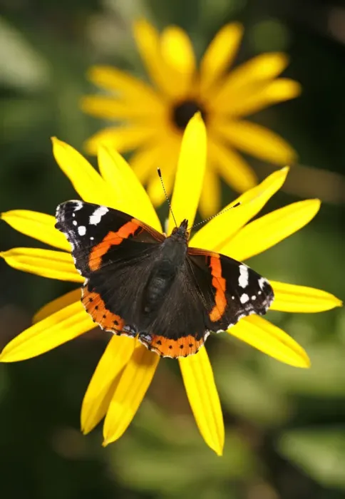 Framed Print : Red Admiral Framed Print : Red Admiral