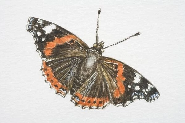 Red Admiral butterfly (vanessa atalanta)