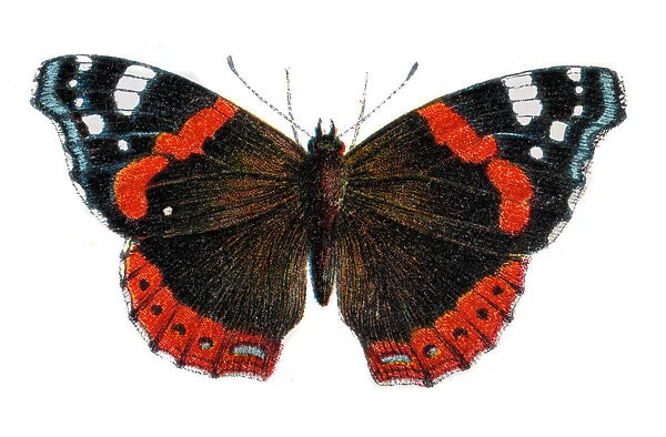 Red admiral butterfly, Vanessa atalanta, Wildlife art