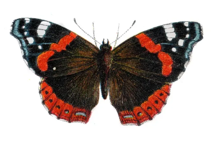 Framed Print : Red admiral butterfly, Vanessa atalanta, Wildlife art Framed Print : Red admiral butterfly, Vanessa atalanta, Wildlife art