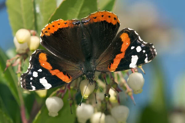 Red Admiral butterfly -Vanessa atalanta-, female, Geneva, Canton of Geneva, Switzerland