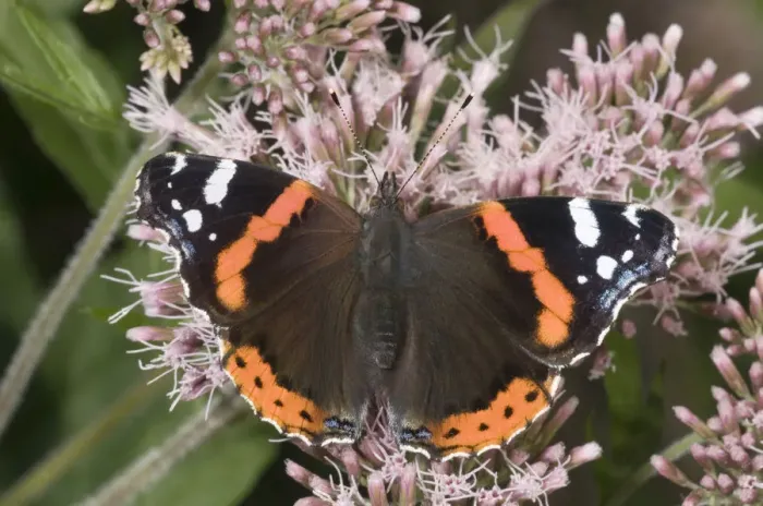Framed Print : Red Admiral -Vanessa atalanta- feeding on nectar of snakeroots, Untergroeningen, Baden-Wuerttemberg, Germany, Europe