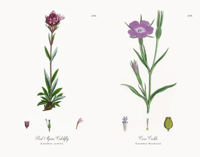 Framed Print : Red Alpine Catchfly, Lychnis alpina, Victorian Botanical Illustration, 1863 Framed Print : Red Alpine Catchfly, Lychnis alpina, Victorian Botanical Illustration, 1863