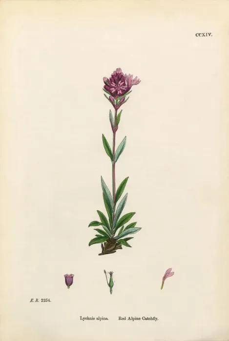 Framed Print : Red Alpine Catchfly, Lychnis alpina, Victorian Botanical Illustration, 1863 Framed Print : Red Alpine Catchfly, Lychnis alpina, Victorian Botanical Illustration, 1863