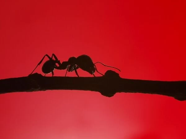 Red ant silhouette