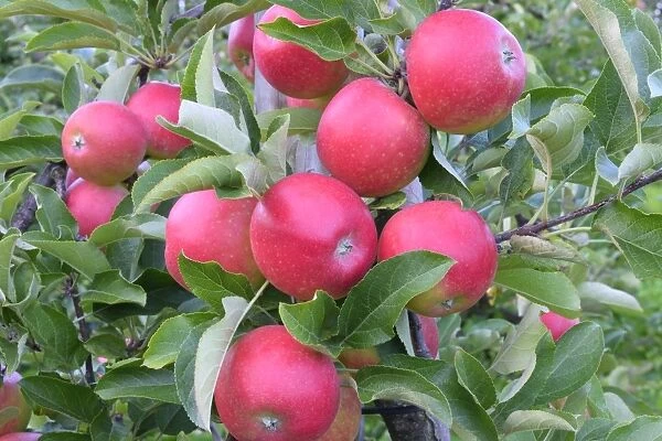 Red apples, Braeburn cultivar, Baden-Wurttemberg, Germany