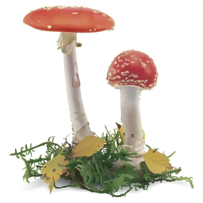 Framed Print : Red Aspen Bolete, Leccinum aurantiacum, two red capped mushrooms, front view Framed Print : Red Aspen Bolete, Leccinum aurantiacum, two red capped mushrooms, front view