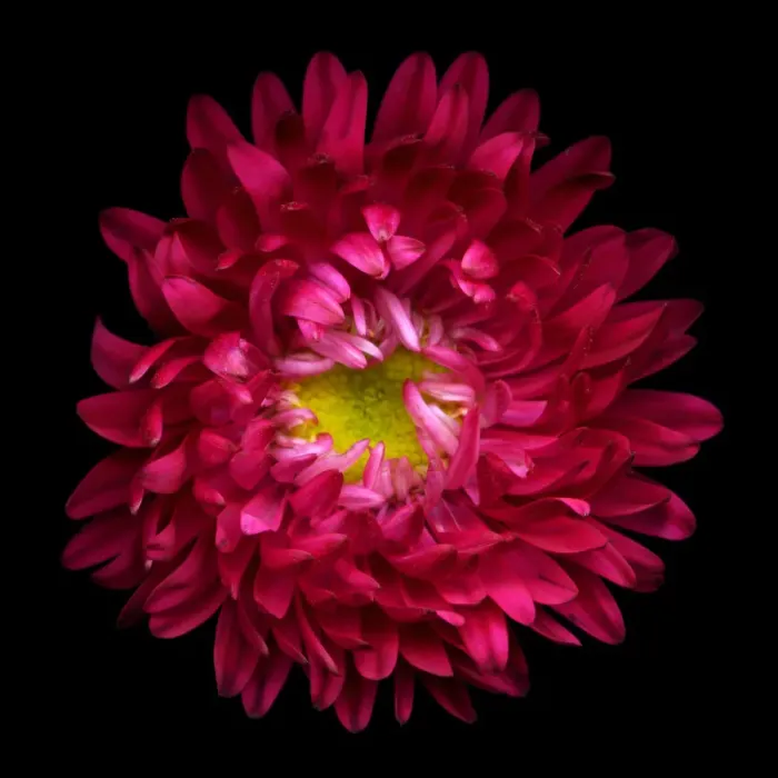 Framed Print : RED ASTER. Red Aster Framed Print : RED ASTER. Red Aster