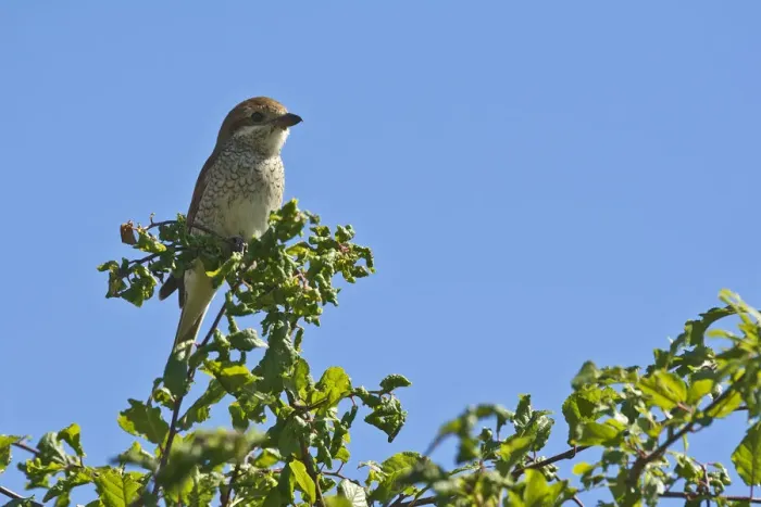 Framed Print : Red-backed Shrike -Lanius collurio-, female, Burgenland, Austria Framed Print : Red-backed Shrike -Lanius collurio-, female, Burgenland, Austria