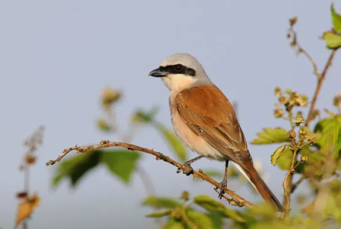 Framed Print : Red-backed Shrike -Lanius collurio- Framed Print : Red-backed Shrike -Lanius collurio-