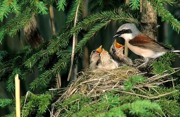 Red-backed Shrike -Lanius collurio-, male feeding young birds in the nest, Allgaeu, Bavaria, Germany, Europe