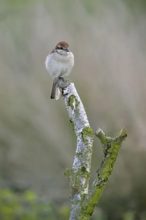 Framed Print : Red-backed Shrike -Lanius collurio-, female, Emsland, Lower Saxony, Germany