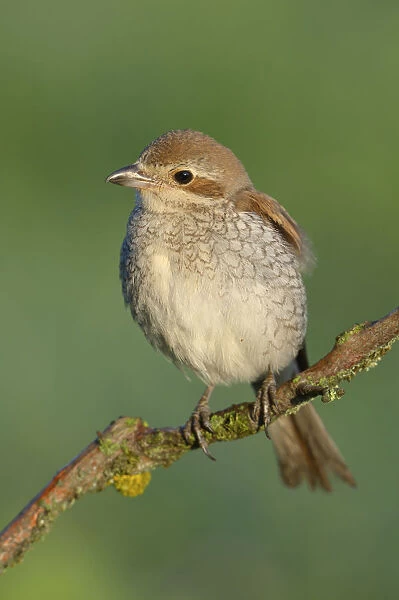 Red-backed Shrike -Lanius collurio-, female perched on a twig, Swabian Alb biosphere reserve, Baden-Wurttemberg, Germany