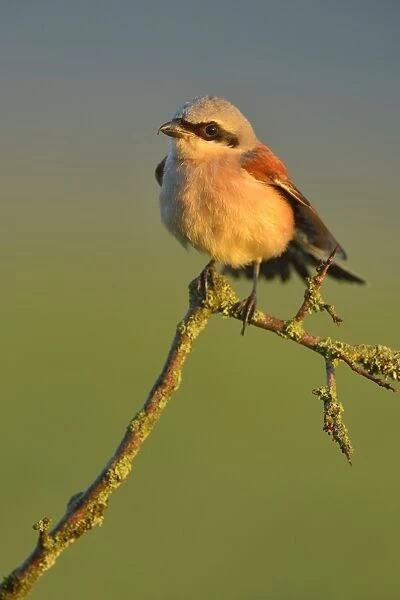 Red-backed Shrike -Lanius collurio-, male perched on a twig, Swabian Alb biosphere reserve, Baden-Wurttemberg, Germany