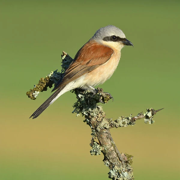 Red-backed Shrike -Lanius collurio-, male perched on a twig, Swabian Alb biosphere reserve, Baden-Wurttemberg, Germany