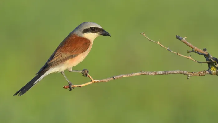 Framed Print : Red-backed Shrike -Lanius collurio-, male perched on a twig, Swabian Alb biosphere reserve, Baden-Wurttemberg, Germany Framed Print : Red-backed Shrike -Lanius collurio-, male perched on a twig, Swabian Alb biosphere reserve, Baden-Wurttemberg, Germany
