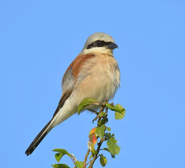 Red-backed Shrike -Lanius collurio-, male perched on twig, Biosphere Reserve Swabian Alb, Baden-Wurttemberg, Germany
