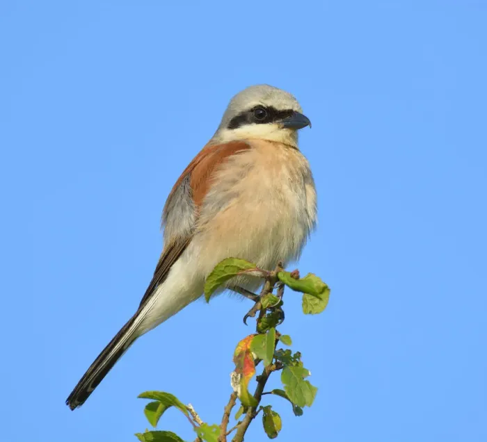 Framed Print : Red-backed Shrike -Lanius collurio-, male perched on twig, Biosphere Reserve Swabian Alb, Baden-Wurttemberg, Germany Framed Print : Red-backed Shrike -Lanius collurio-, male perched on twig, Biosphere Reserve Swabian Alb, Baden-Wurttemberg, Germany