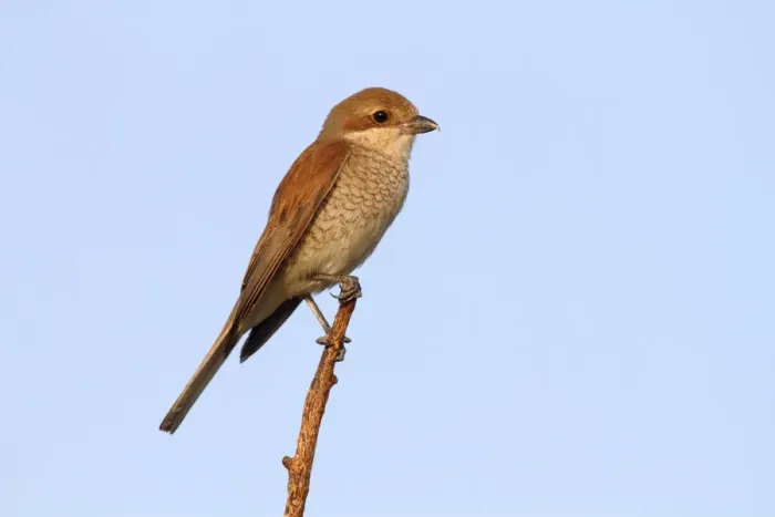 Framed Print : Red-backed Shrike -Lanius collurio-, female perched on twig, Hansag, Andau, Lake Neusiedl, Burgenland, Austria, Europe