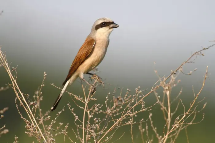 Framed Print : Red-backed Shrike -Lanius collurio-, male perched on twig, Hansag, Andau, Lake Neusiedl, Burgenland, Austria, Europe Framed Print : Red-backed Shrike -Lanius collurio-, male perched on twig, Hansag, Andau, Lake Neusiedl, Burgenland, Austria, Europe