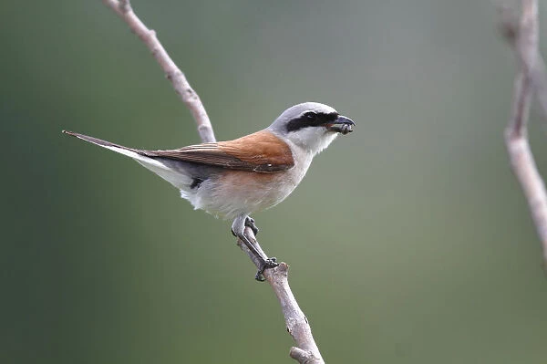Red-backed Shrike (Lanius collurio), male with insect prey in its beak