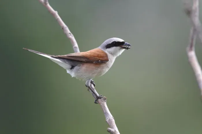 Framed Print : Red-backed Shrike (Lanius collurio), male with insect prey in its beak Framed Print : Red-backed Shrike (Lanius collurio), male with insect prey in its beak