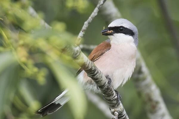 Red-backed shrike (Lanius collurio), sitting with food in his beak on a branch, Emsland