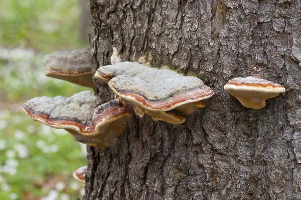 Red Banded Polypore -Fomitopsis pinicola-, Hainich National Park, Thuringia, Germany
