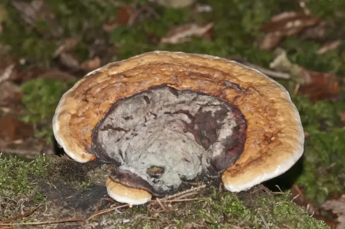 Framed Print : Red Banded Polypore -Fomitopsis pinicola-, Untergroningen, Abtsgmuend, Baden-Wurttemberg, Germany