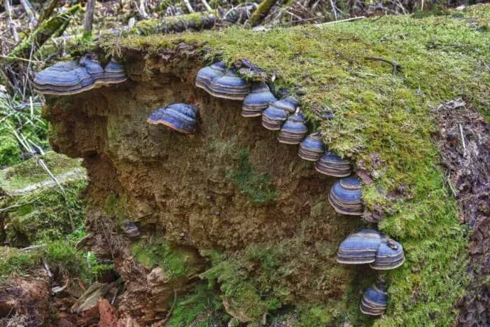 Framed Print : Red banded polypore -Fomitopsis pinicola- on a tree trunk, protective forest, near Steinhausen, Baden-Wuerttemberg, Germany, Europe Framed Print : Red banded polypore -Fomitopsis pinicola- on a tree trunk, protective forest, near Steinhausen, Baden-Wuerttemberg, Germany, Europe