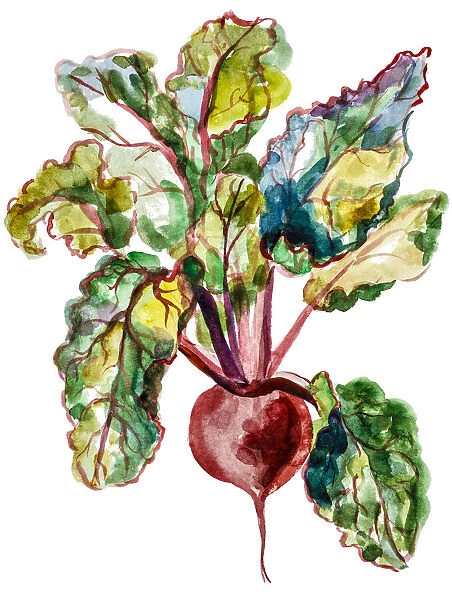 Red beet watercolor