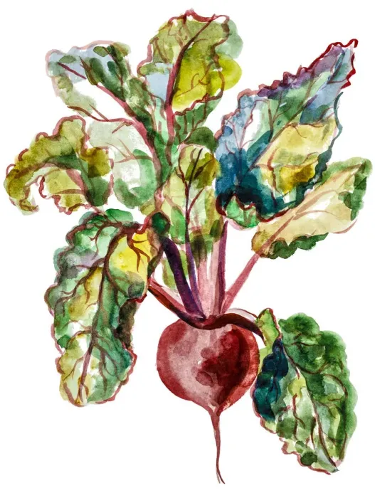 Framed Print : Red beet watercolor Framed Print : Red beet watercolor
