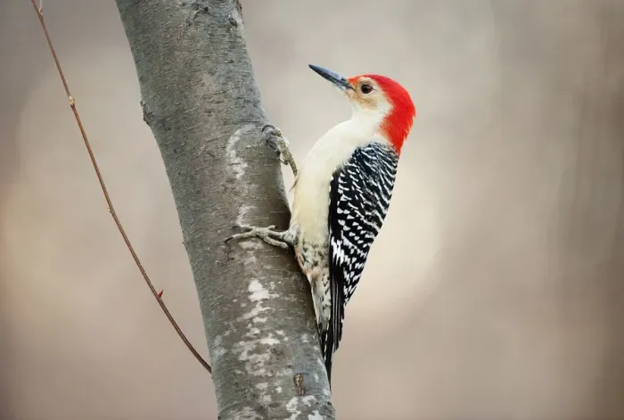 Framed Print : Red-bellied woodpecker Framed Print : Red-bellied woodpecker