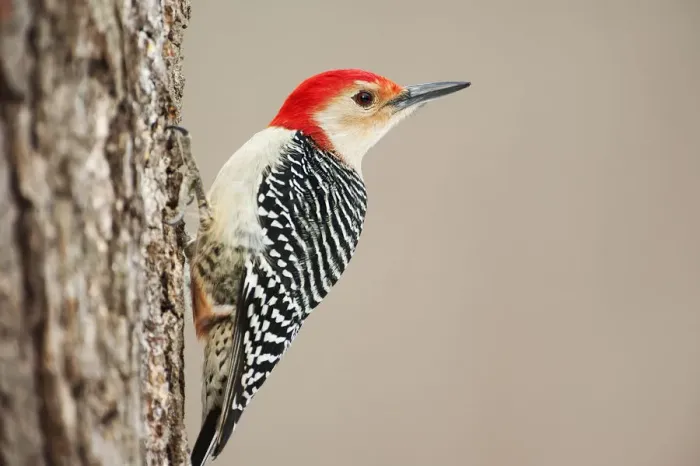 Framed Print : Red-bellied woodpecker up close Framed Print : Red-bellied woodpecker up close