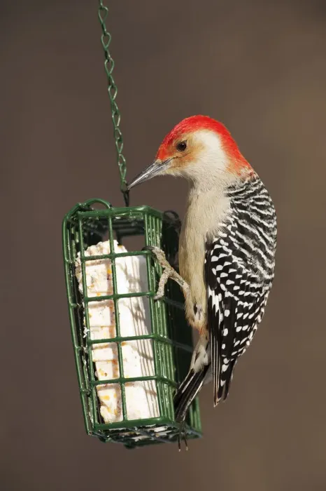 Framed Print : Red-bellied woodpecker at suet feeder