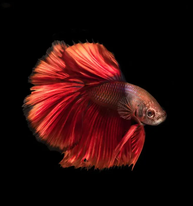 Framed Print : red betta fish Framed Print : red betta fish