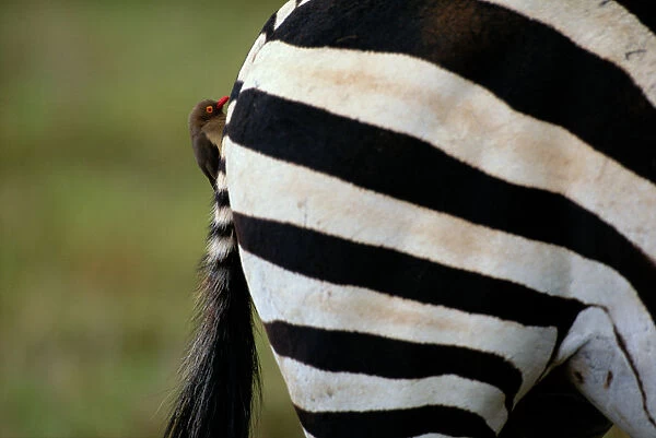 Red-billed oxpecker on Grants zebra (Equus burchelli boehmi)haunch