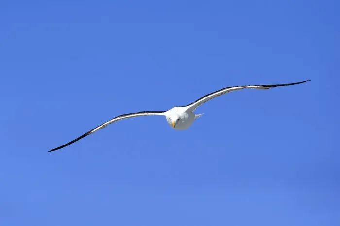 Framed Print : Two Red-billed Tropicbirds or Boatswain Birds -Phaeton aethereus- in flight, Isla Genovesa, Galapagos Islands Framed Print : Two Red-billed Tropicbirds or Boatswain Birds -Phaeton aethereus- in flight, Isla Genovesa, Galapagos Islands