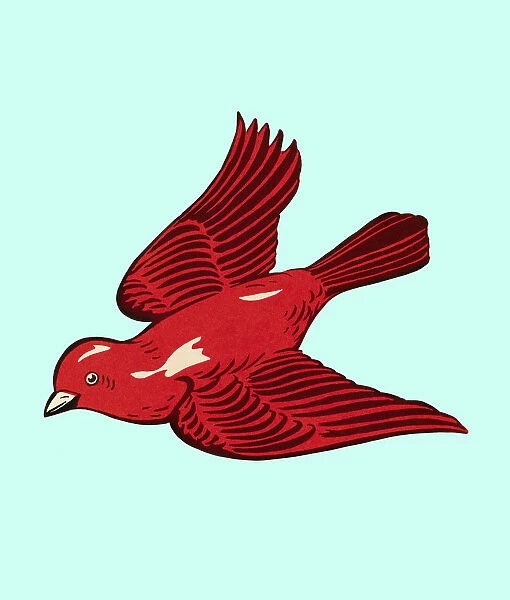 Red Bird. http: /  / csaimages.com / images / istockprofile / csa_vector_dsp.jpg
