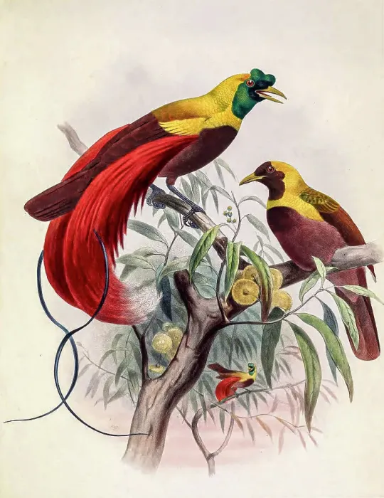 Framed Print : Red bird-of-paradise, 19th century illustration Framed Print : Red bird-of-paradise, 19th century illustration