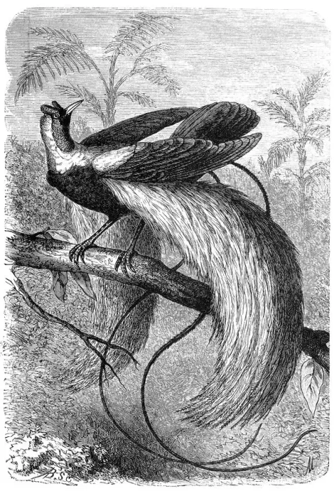 Framed Print : The red bird-of-paradise (Paradisaea rubra) Framed Print : The red bird-of-paradise (Paradisaea rubra)